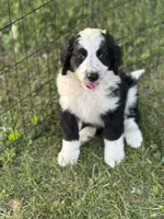 Olympia/orange, a female Bernedoodle for sale in Deputy, IN – 4 of 5