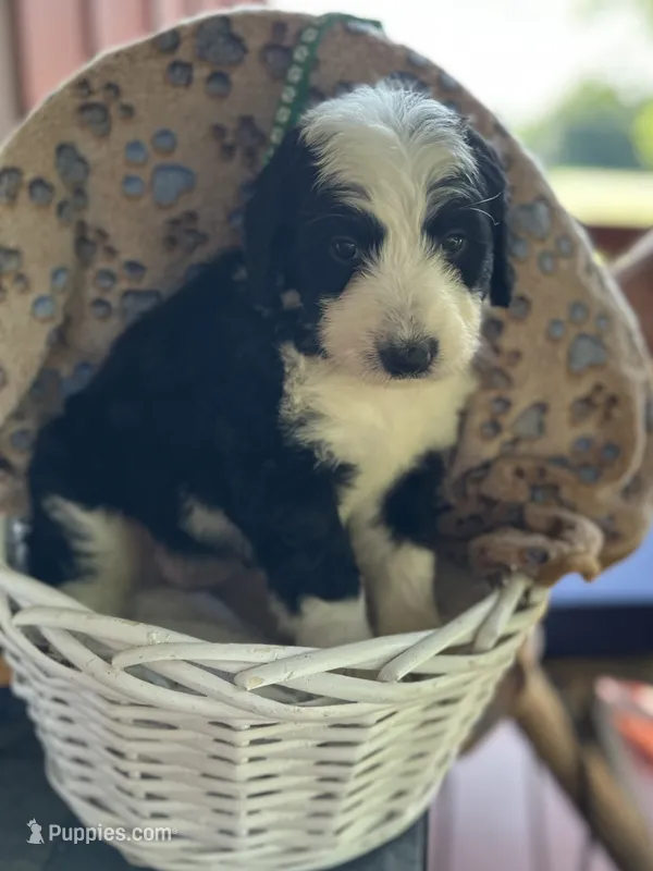 Olympia/orange – Bernedoodle puppy for sale in Deputy, IN
