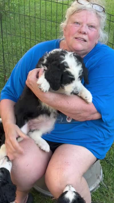 AGUSTA - green collar, a male Bernedoodle for sale in Deputy, IN – 6 of 6