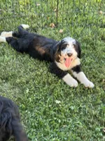 AGUSTA - green collar, a male Bernedoodle for sale in Deputy, IN – 2 of 6