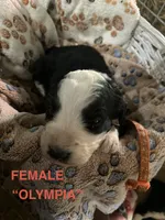 Olympia/orange, a female Bernedoodle for sale in Deputy, IN – 3 of 5
