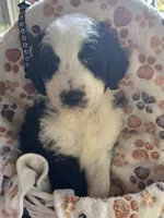 JUEANU-black collar, a male Bernedoodle for sale in Deputy, IN – 2 of 5