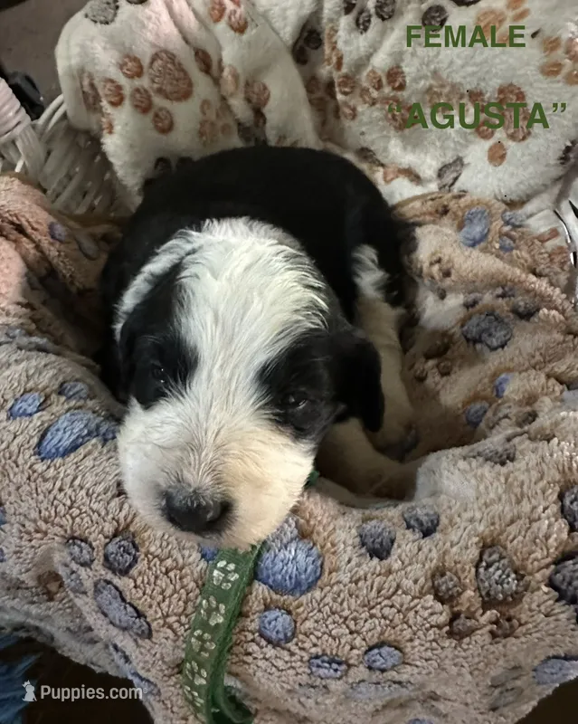 AGUSTA - green collar – Bernedoodle puppy for sale in Deputy, IN