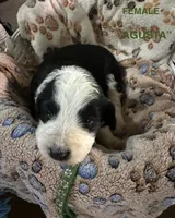 AGUSTA - green collar, a male Bernedoodle for sale in Deputy, IN – 1 of 6