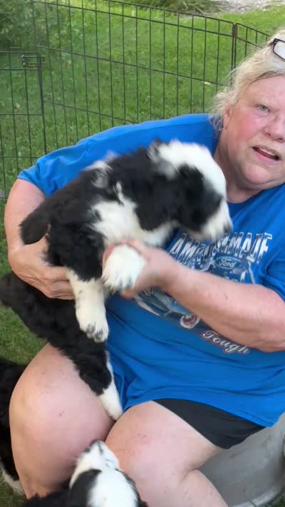 Olympia/orange, a female Bernedoodle for sale in Deputy, IN – 5 of 5