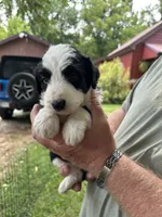 AGUSTA - green collar, a male Bernedoodle for sale in Deputy, IN – 4 of 6