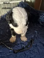 JUEANU-black collar, a male Bernedoodle for sale in Deputy, IN – 4 of 5