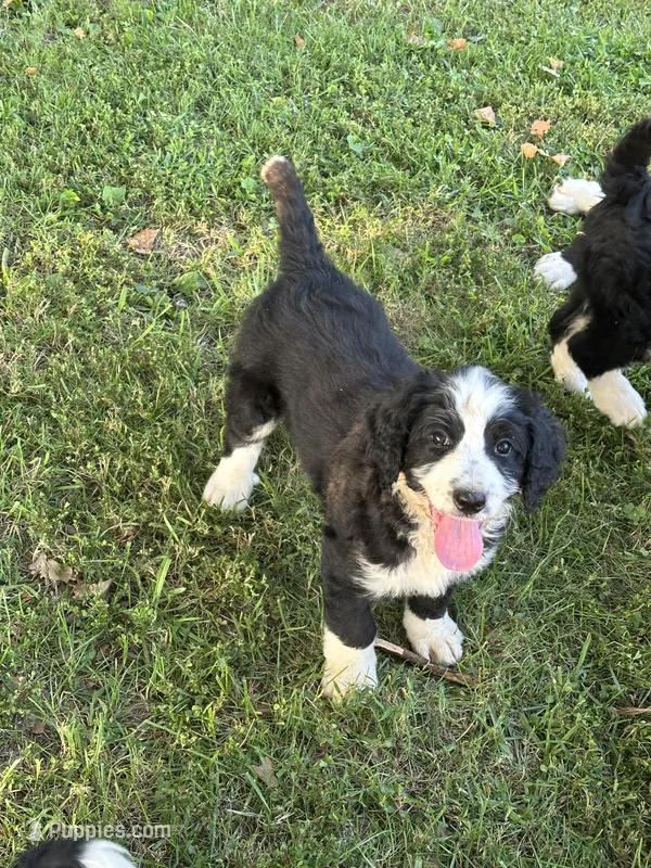 JUEANU-black collar – Bernedoodle puppy for sale in Deputy, IN