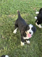 JUEANU-black collar, a male Bernedoodle for sale in Deputy, IN – 1 of 5
