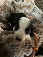 Olympia/orange, a female Bernedoodle for sale in Deputy, IN – 2 of 5