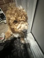 Max , a male Cockapoo for sale in Huntington Station, NY – 1 of 10