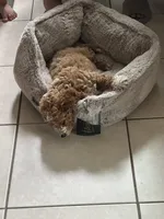 Max , a male Cockapoo for sale in Huntington Station, NY – 9 of 10