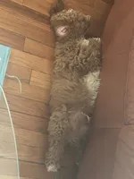 Max , a male Cockapoo for sale in Huntington Station, NY – 2 of 10