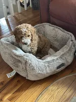 Max , a male Cockapoo for sale in Huntington Station, NY – 6 of 10