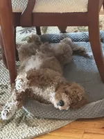 Max , a male Cockapoo for sale in Huntington Station, NY – 4 of 10