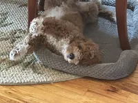 Max , a male Cockapoo for sale in Huntington Station, NY – 7 of 10