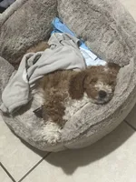 Max , a male Cockapoo for sale in Huntington Station, NY – 10 of 10