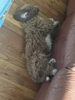 Max , a male Cockapoo for sale in Huntington Station, NY – 5 of 10