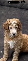 Cherry, a female Poodle - Standard  for sale in Lees Summit, MO – 1 of 1
