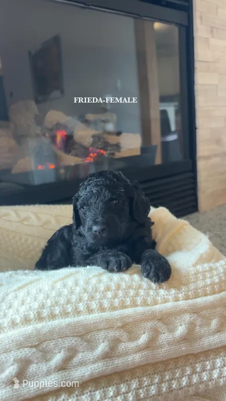 Frieda – Poodle - Standard  puppy for sale in Lees Summit, MO