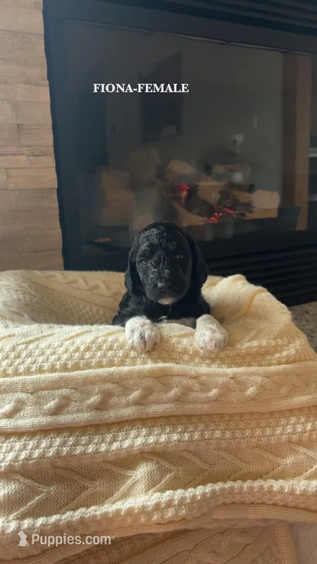 Fiona – Poodle - Standard  puppy for sale in Lees Summit, MO