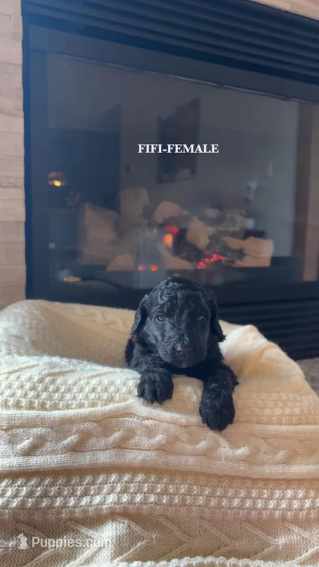 Fifi – Poodle - Standard  puppy for sale in Lees Summit, MO