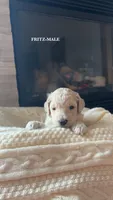 Frankie, a female Poodle - Standard  for sale in Lees Summit, MO – 2 of 8