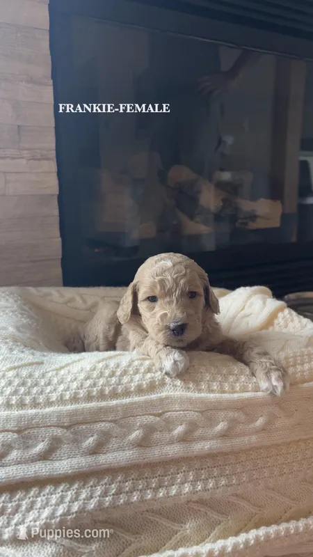 Frankie – Poodle - Standard  puppy for sale in Lees Summit, MO