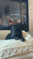 Frankie, a female Poodle - Standard  for sale in Lees Summit, MO – 7 of 8