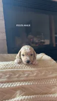 Frankie, a female Poodle - Standard  for sale in Lees Summit, MO – 3 of 8