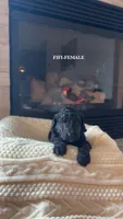 Frankie, a female Poodle - Standard  for sale in Lees Summit, MO – 6 of 8