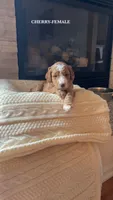 Frankie, a female Poodle - Standard  for sale in Lees Summit, MO – 8 of 8