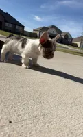 Milo , a male French Bulldog for sale in Rogers, AR – 4 of 9