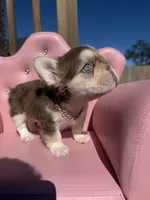 Bella- rojo & tan fluffy , a female French Bulldog for sale in Rogers, AR – 2 of 10