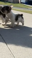 Milo , a male French Bulldog for sale in Rogers, AR – 2 of 9