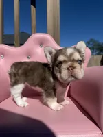 Bella- rojo & tan fluffy , a female French Bulldog for sale in Rogers, AR – 3 of 10
