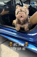Milo , a male French Bulldog for sale in Rogers, AR – 9 of 9