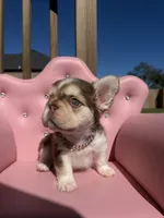 Bella- rojo & tan fluffy , a female French Bulldog for sale in Rogers, AR – 7 of 10