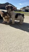 Milo , a male French Bulldog for sale in Rogers, AR – 7 of 9