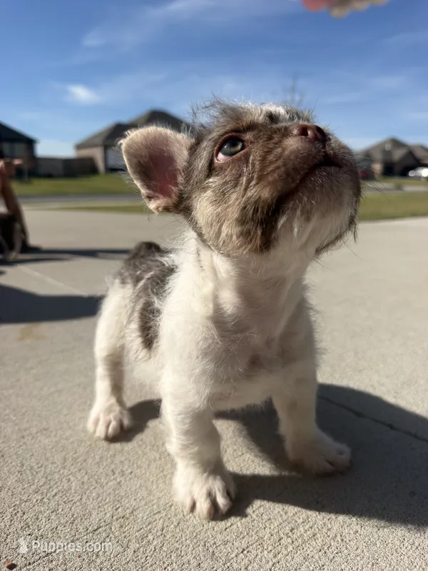 Milo  – French Bulldog puppy for sale in Rogers, AR