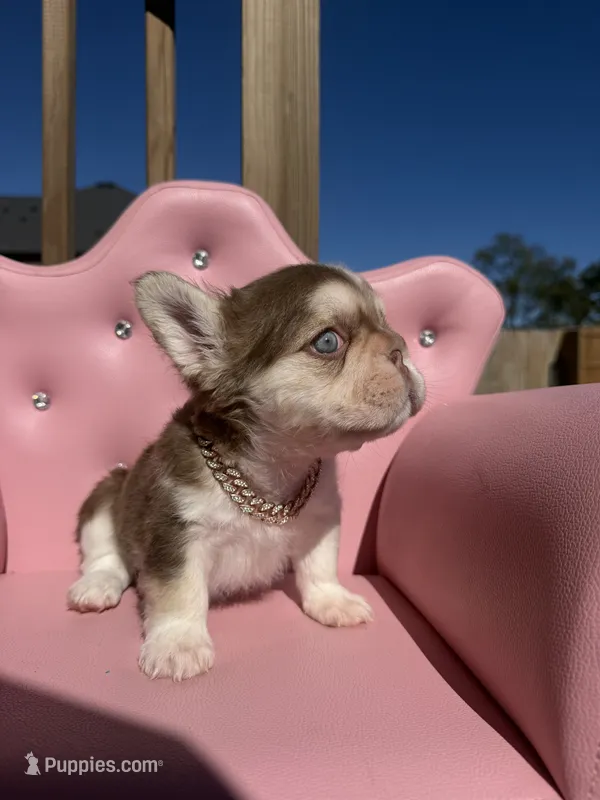 Bella- rojo & tan fluffy  – French Bulldog puppy for sale in Rogers, AR