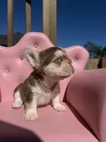 Bella- rojo & tan fluffy , a female French Bulldog for sale in Rogers, AR – 1 of 10