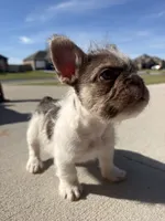 Milo , a male French Bulldog for sale in Rogers, AR – 8 of 9