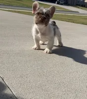 Milo , a male French Bulldog for sale in Rogers, AR – 6 of 9