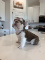 Bella- rojo & tan fluffy , a female French Bulldog for sale in Rogers, AR – 5 of 10
