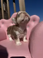 Bella- rojo & tan fluffy , a female French Bulldog for sale in Rogers, AR – 8 of 10