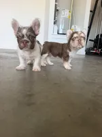 Milo , a male French Bulldog for sale in Rogers, AR – 5 of 9