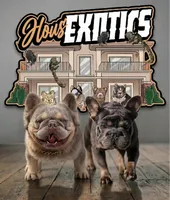 Big Rope New Shade Isabella (Fluffy Carrier ?), a female French Bulldog for sale in Frostburg, MD – Photo 2 of 2