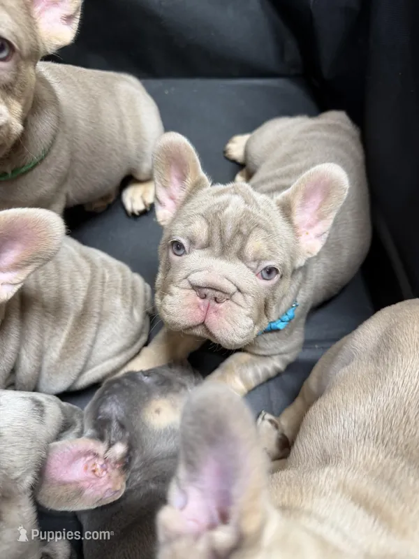 Big Rope New Shade Isabella (Fluffy Carrier ?) – French Bulldog puppy for sale in Frostburg, MD