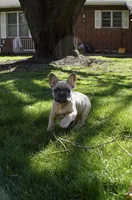 Fawn #1, a female French Bulldog for sale in Frostburg, MD – Photo 2 of 2